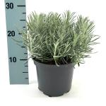 Lavandula int. Phenomenal