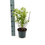 Philadelphus 'Virginal'