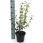 Philadelphus 'Lemoinei'