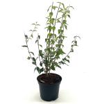 Philadelphus 'Lemoinei'