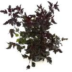 Physocarpus opulif. All Black