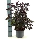 Physocarpus opulif. All Black