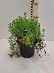 Potentilla f. Bella Sol, oranje