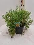 Potentilla f. Bella Lindsey