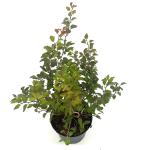 Prunus incisa 'Kojou-no-mai'