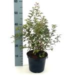 Prunus incisa 'Kojou-no-mai'
