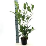Prunus l. 'Caucasica'