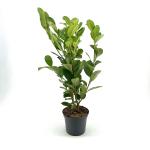 Prunus l. 'Rotundifolia'