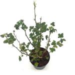 Ribes sang. 'King Edward VII'