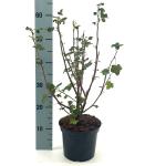 Ribes sang. 'King Edward VII'