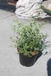 Spiraea arguta