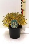 Spiraea jap. 'Albiflora'