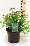 Spiraea jap. 'Genpei'