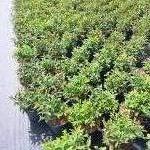 Spiraea jap. 'Genpei'