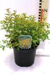 Spiraea jap. 'Goldflame'