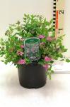 Spiraea jap. 'Little Princess'