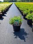 Spiraea jap. 'Little Princess'