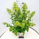 Hydrangea pan. 'Grandiflora'