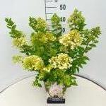 Hydrangea pan. 'Grandiflora'