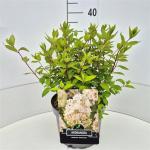 Hydrangea pan. 'Grandiflora'