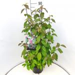 Callicarpa bod. 'Profusion'