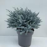Eucalyptus gunnii Azura