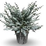 Eucalyptus gunnii Azura