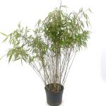 Fargesia rufa