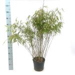 Fargesia rufa