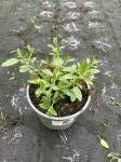 Salvia gr. 'Amethyst Lips'