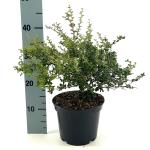Berberis darwinii 'Compacta'