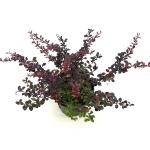 Berberis thunb. 'Dart's Red Lady'