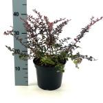 Berberis thunb. 'Dart's Red Lady'