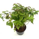 Cornus sericea 'Kelseyi'