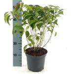 Cornus sericea 'Kelseyi'