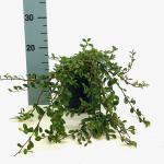 Cotoneaster dammeri