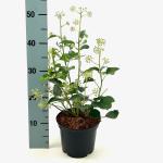 Hedera hel. 'Arborescens'