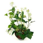 Hedera hel. 'Arborescens'