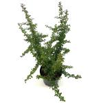 Pyracantha 'Teton'