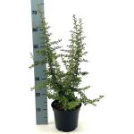 Pyracantha 'Teton'