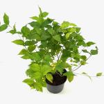 Rhodotypos scandens