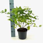 Rhodotypos scandens