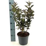 Weigela Ebony and Ivory