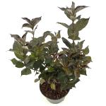 Weigela Ebony and Ivory