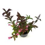 Weigela 'Pink Poppet'