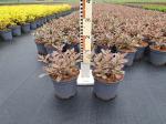 Weigela florida Monet