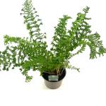 Dryopteris af. 'Cristata'