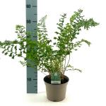 Dryopteris af. 'Cristata'