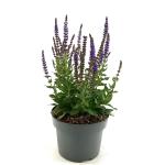 Salvia nem. 'Ostfriesland'