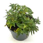 Salvia nem. 'Ostfriesland'